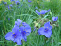 Tradescantia ohiensis