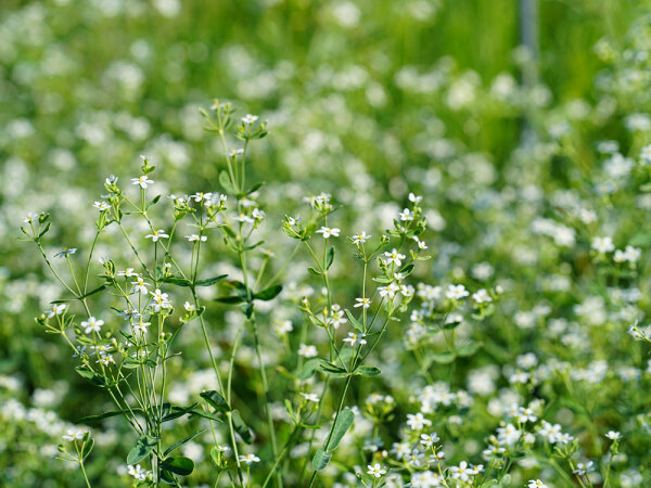 Euphorbia corollata