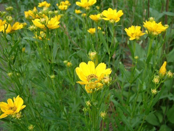 Coreopsis palmata