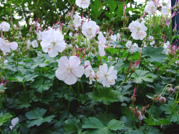 Geranium x cantabrigiense Saint Ola