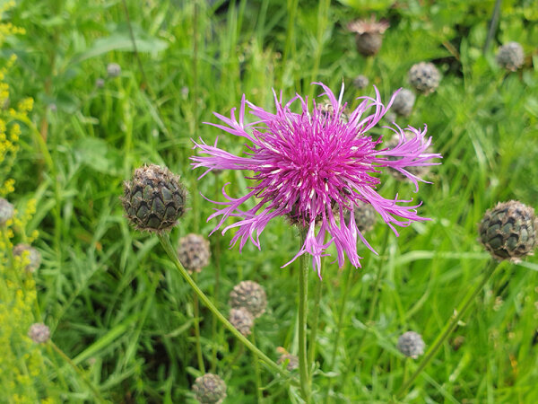 Centaurea scabiosa