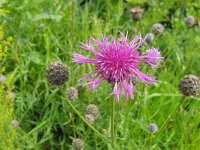 Centaurea scabiosa