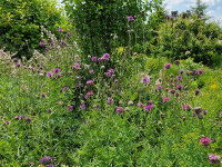 Centaurea scabiosa