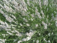 Lavandula x intermedia Edelweiß