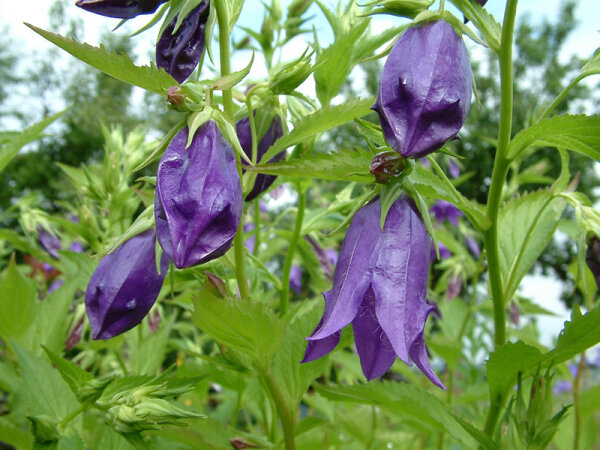 Campanula Punctata -Hybr. Kent Belle