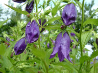Campanula Punctata -Hybr. Kent Belle