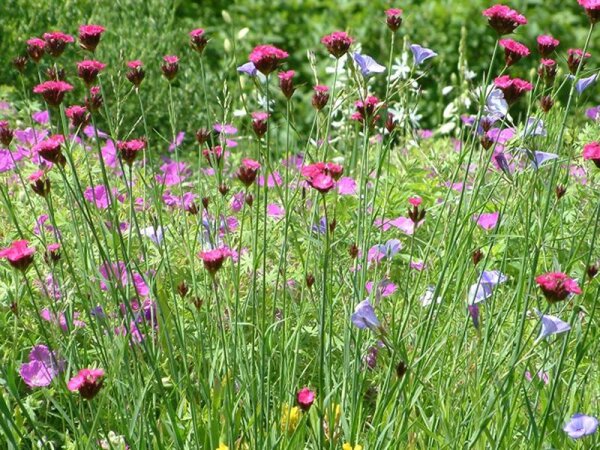 Dianthus carthusianorum