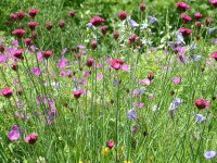 Dianthus carthusianorum