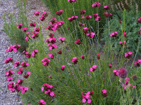 Dianthus carthusianorum