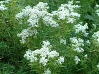 Pycnanthemum tenuifolium