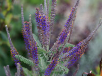 Amorpha canescens