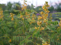 Cassia (Senna) marylandica