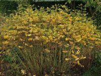 Cassia (Senna) marylandica