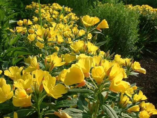 Oenothera pilosella