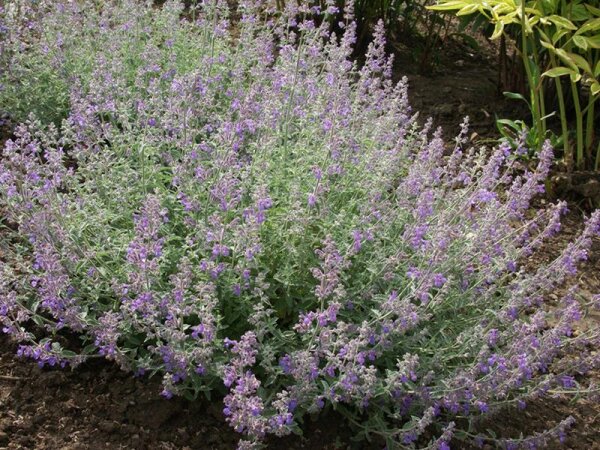Nepeta x faassenii-Gruppe Senior