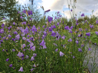 Campanula linifolia (scheuchzeri)