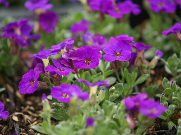 Aubrieta Hybr. Kitte