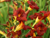 Hemerocallis Hybr. Little Joy