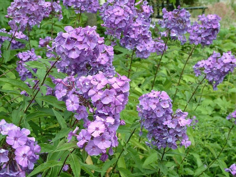 Phlox paniculata Blue Paradise