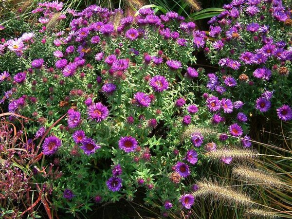 Aster (Symphyotrichum) novae-angliae Purple Dome