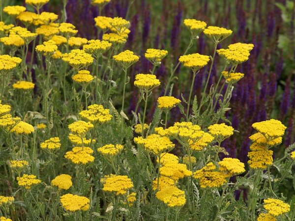 Achillea filipendulina Schwellenburg