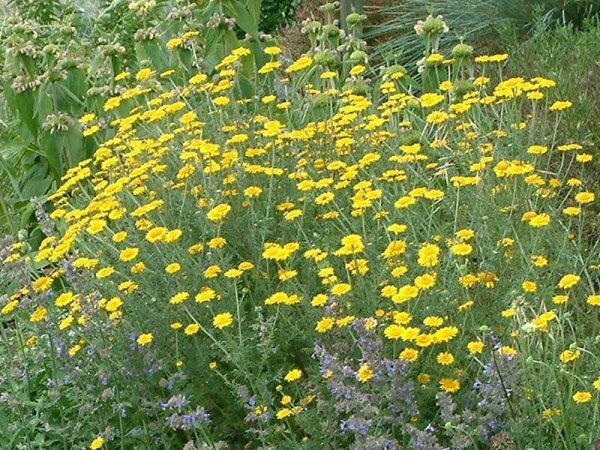 Anthemis tinctoria