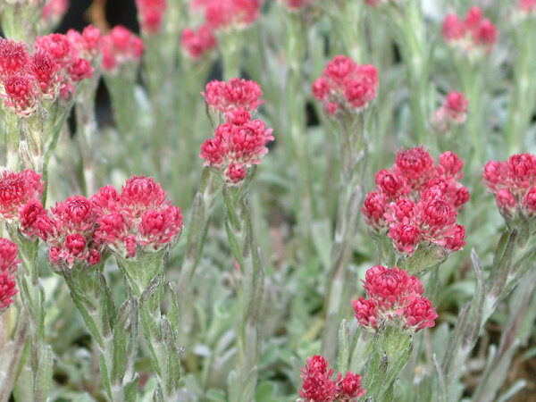 Antennaria dioica Rubra