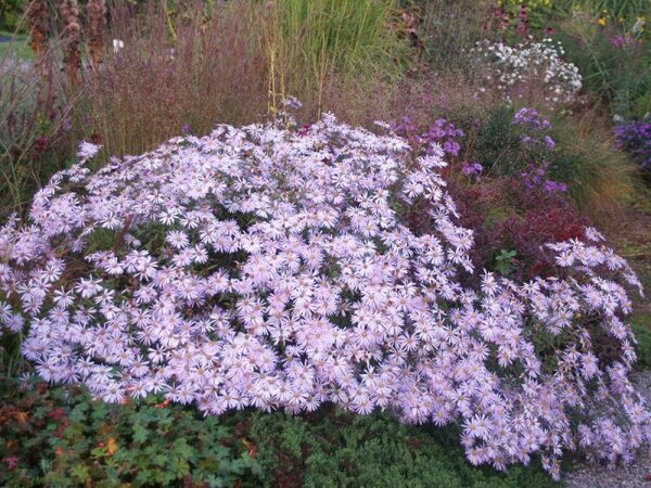 Aster x pyrenaeus Lutetia