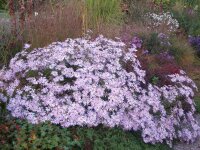 Aster x pyrenaeus Lutetia