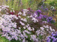 Aster x pyrenaeus Lutetia