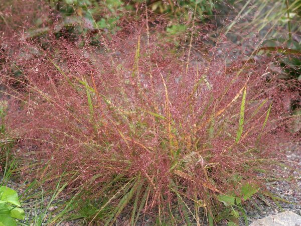 Eragrostis spectabilis