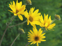 Helianthus occidentalis P1