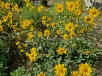 Helianthus occidentalis P1