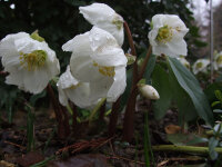 Helleborus niger Praecox