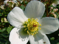 Helleborus niger Praecox