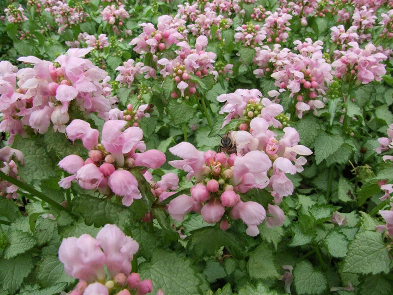 Lamium maculatum Pink Pewter