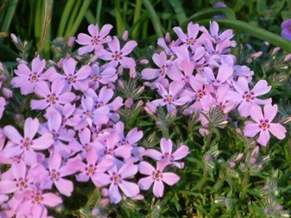 Phlox subulata Moerheimii