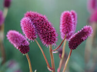 Sanguisorba menziesii