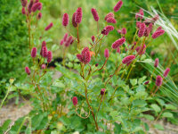 Sanguisorba menziesii