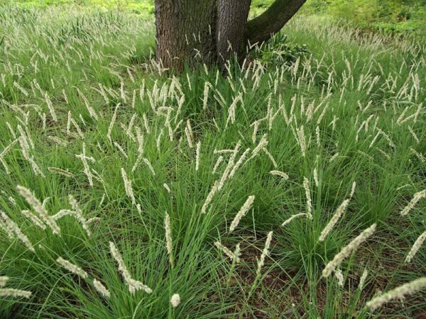 Sesleria autumnalis