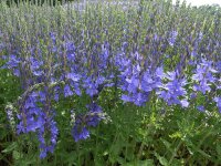 Veronica austriaca var. teucrium Knallblau