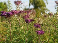 Vernonia altissima (gigantea)