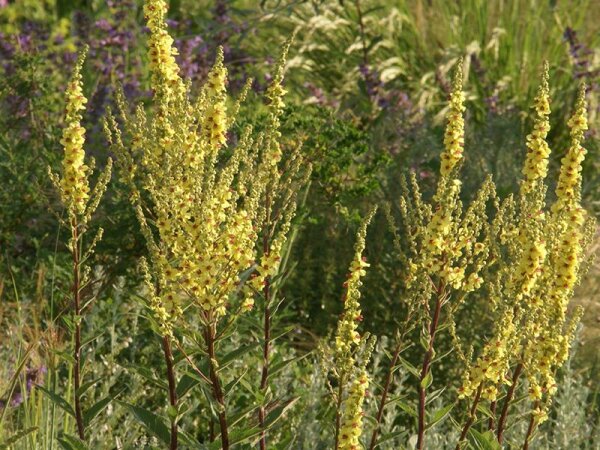 Verbascum chaixii Sixteen Candles