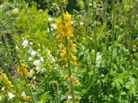 Agrimonia eupatoria