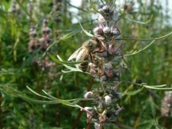 Leonurus sibiricus