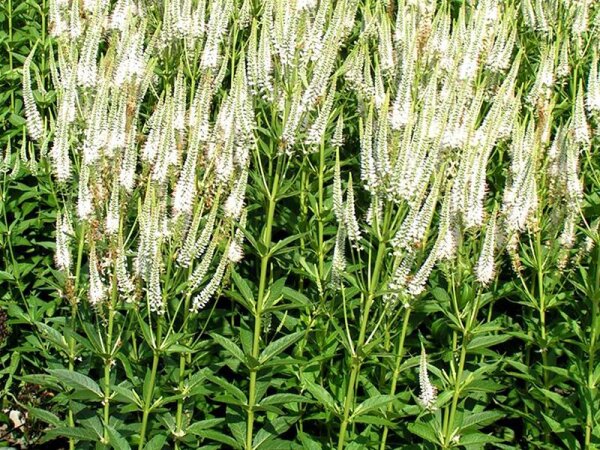 Veronicastrum virginicum Album***