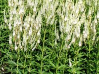 Veronicastrum virginicum Album***