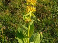 Gentiana lutea