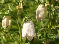 Campanula Punctata- Hybr. Elisabeth