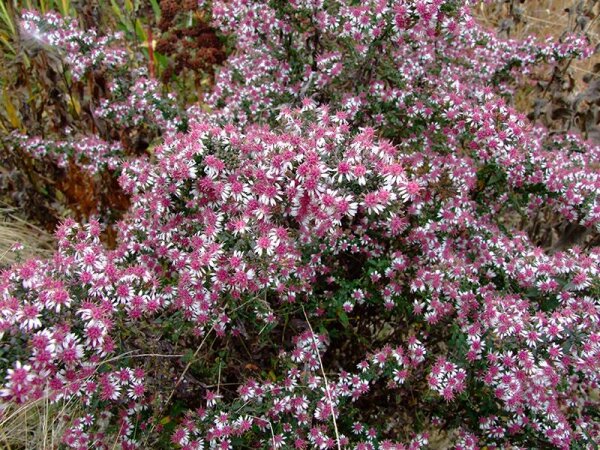 Aster (Symphyotrichum) lateriflorus var. horizontalis Prince